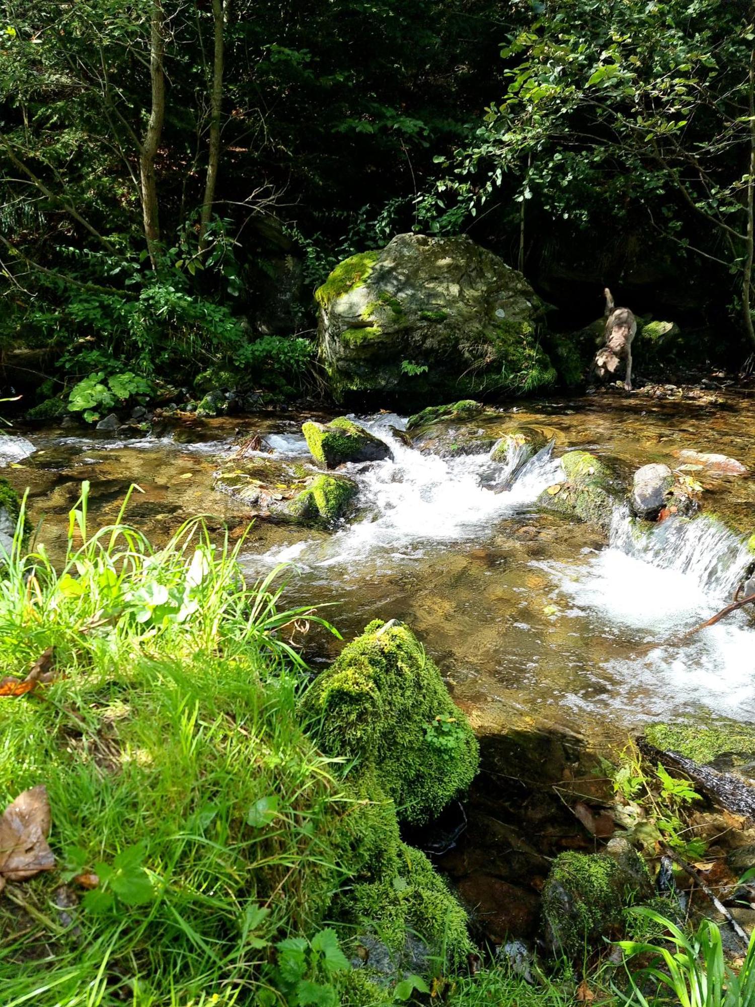 Roubenka Mlyn U Skaly Destne V Orlickych Horach Volne Terminy 5 Bytu Dış mekan fotoğraf
